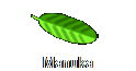 Manuka